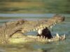 crocodil crocodil