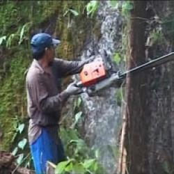 defrisari