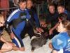 delfin salvat de alt delfin
