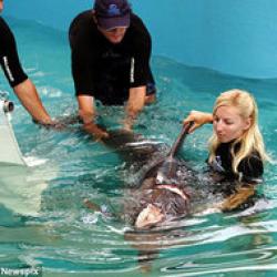 delfin