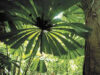 distrugerea padurilor tropicale