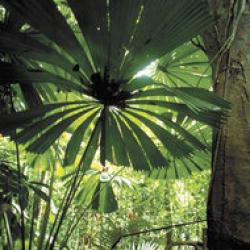 distrugerea padurilor tropicale