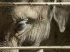 elefanti zoo elefanti zoo