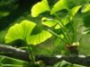 ginkgo-biloba-leaves-april-30-081.jpg