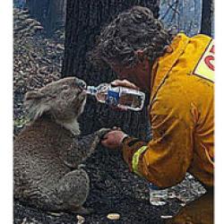 incendiul din australia