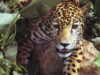 jaguar cu GPS