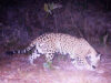 jaguar in mexic