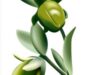 jojoba
