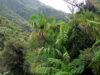 jungla amazoniana