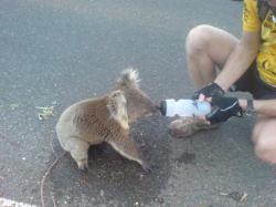koala insetat