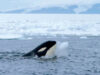 orca