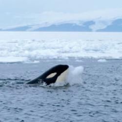 orca