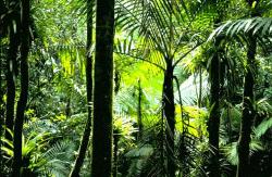 padurea tropicala
