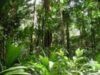 padurile tropicale