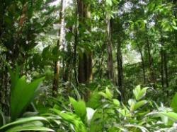 padurile tropicale