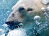 pescuit in arctica