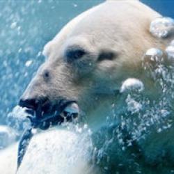 pescuit in arctica