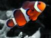 pestele clown pestele clown