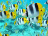 pesti tropicali