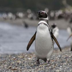 pinguini