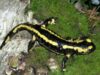 salamandre