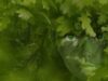 spiritofgreen.jpg