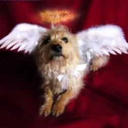 spiritul animalelor decedate