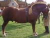 Suffolk Punch Suffolk Punch