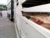transportul animalelor transportul animalelor