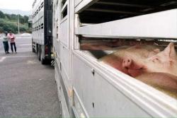 transportul animalelor