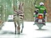 zebra