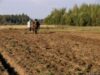 2009_02_17_0_2_agricultorii-nu-vor-ca-pasunea-sa-devina-zona-industriala_38548.jpg