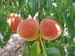 agricultura bio, agricultura ecologica, agricultura organica, jurnalisti