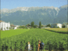agricultura ecologica