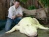 aligator leucism aligator leucism