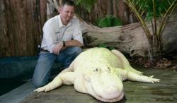 aligator leucism
