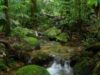 amazon-forest.jpg