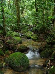 amazon-forest.jpg