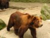 animale de la zoo