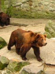 animale de la zoo
