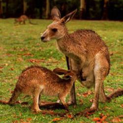 animale pe cale de disparitie