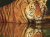 animale pe calea extinctiei