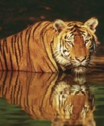 animale pe calea extinctiei