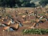 antilope in pericol