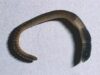 aquatic_worm1.jpg aquatic_worm1.jpg