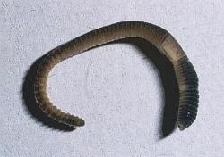aquatic_worm1.jpg