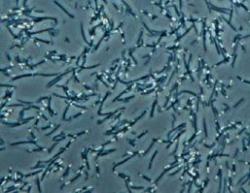 bacterii