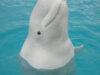 balene beluga