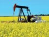 Emisiile de gaze cu efect de sera ale biocarburantilor obtinuti din ulei de palmier, soia sau rapita, pot fi mai mari decat cele ale carburantilor fosili