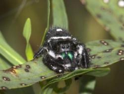 biodiversitate